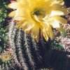 Trichocereus_x_Lobivia